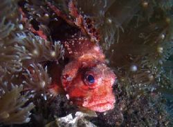 Colourful Lionfish hiding among anemonies.
Olympus C-505... by Erika Antoniazzo 